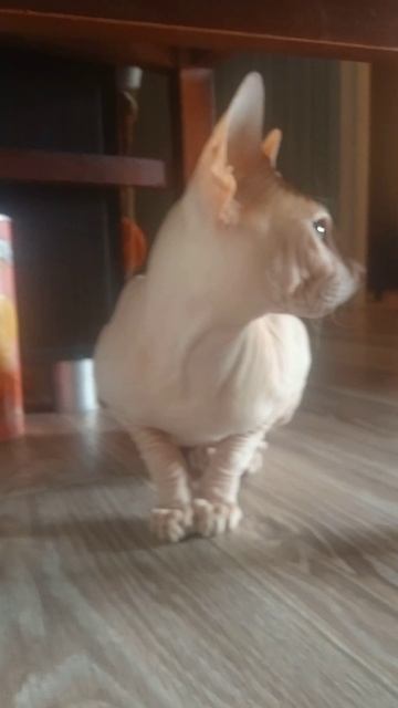 брюнет
