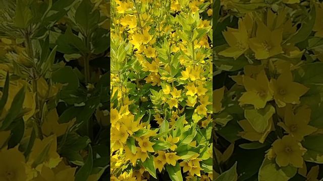 1000029476.mp4