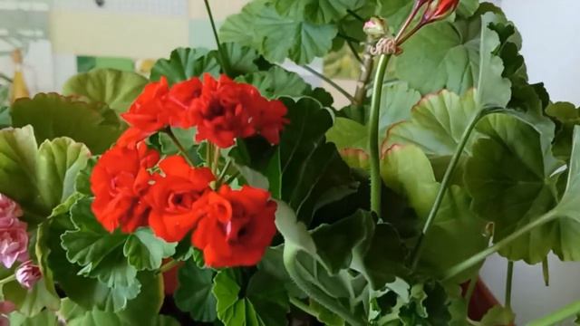 Для Пышного цветения Пеларгонии Герани