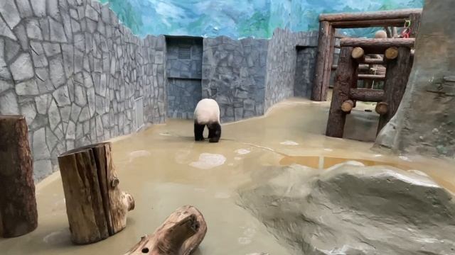 😁 Панда Катюша разочаровалась, когда поняла, что любимый пенёчек не хочет с ней играть