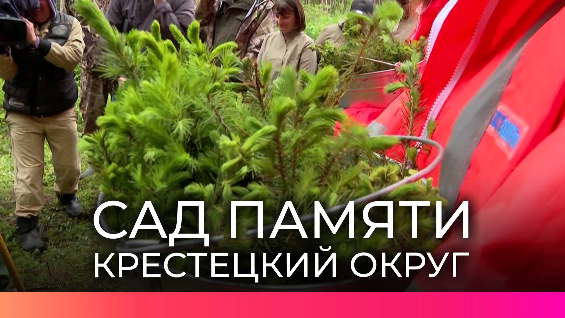 В Крестецком лесничестве высадили 12 тысяч елей в рамках акции «Сад памяти»