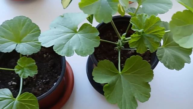 Ошибки при укоренении черенков Пеларгонии Герани