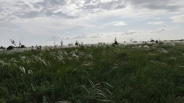 КОВЫЛЬ -  ОБРАЗЫ БУКОВ