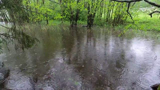 Лужа летнего дождя. Пение прекрасных птиц на природе. Видео для успокоения.