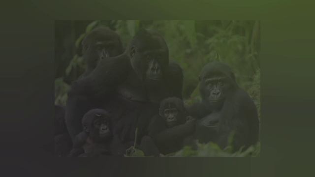 Речная горилла