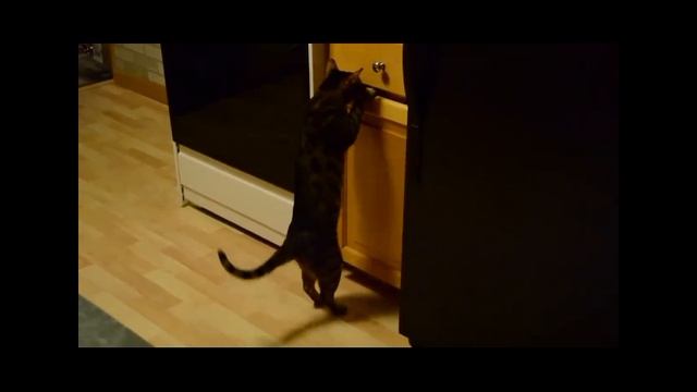 Смешные котики