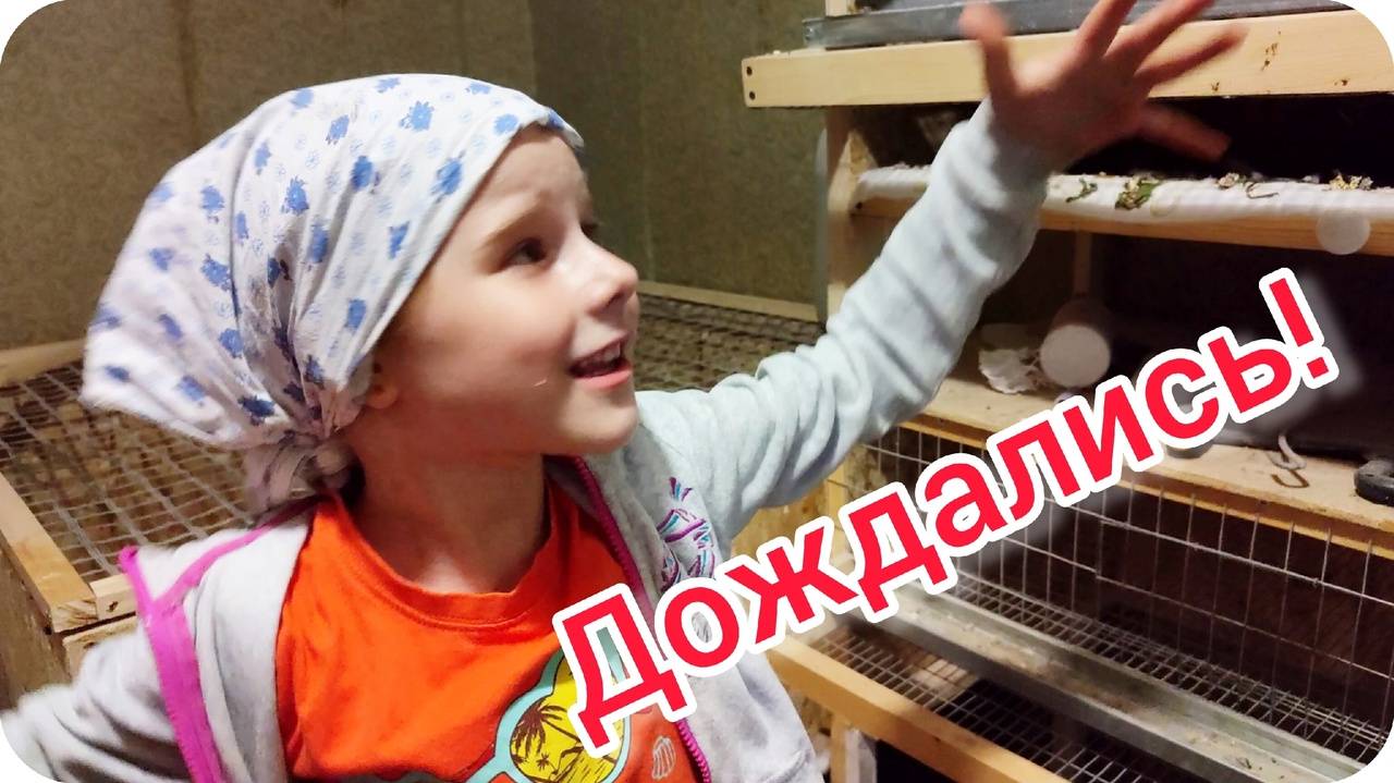 Дождались! Наши куры самые умные в мире! 😂 Открывают клетку. Первое яйцо перепела.