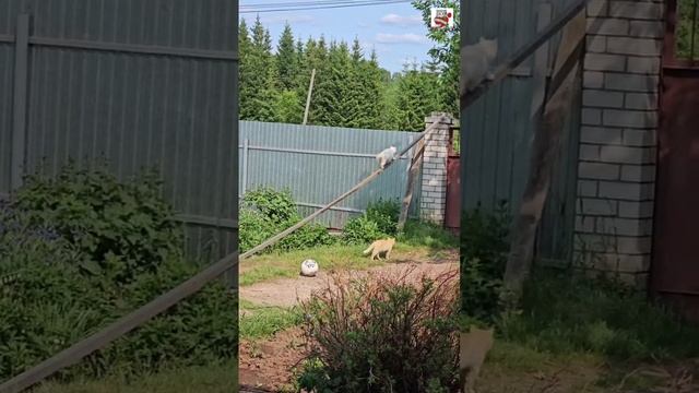 Прогулка🌞❤😻