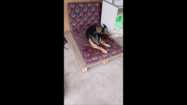 Собака. Том