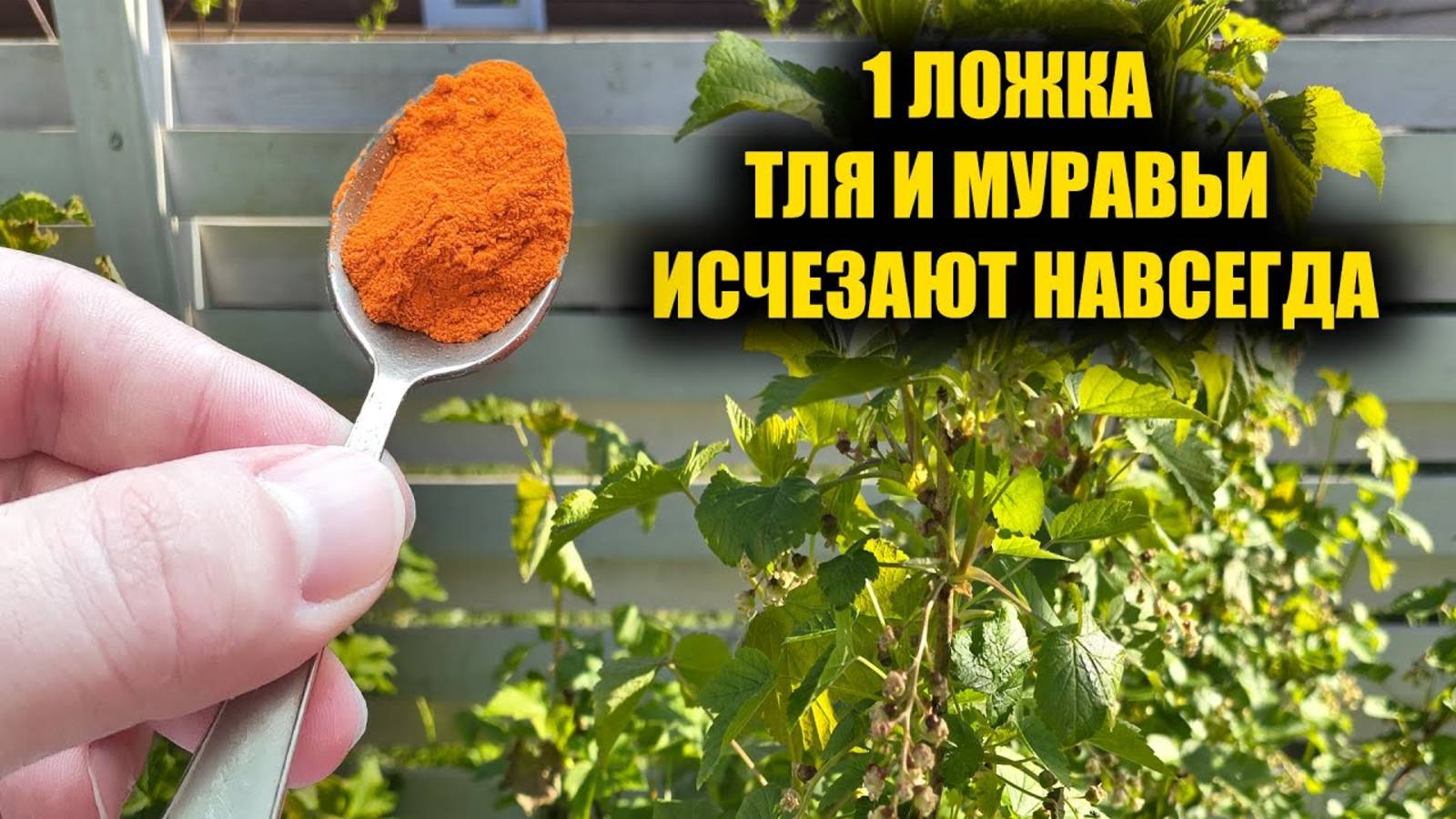 Всего 1 ложка и Тля с Муравьями исчезнет навсегда из огорода и сада