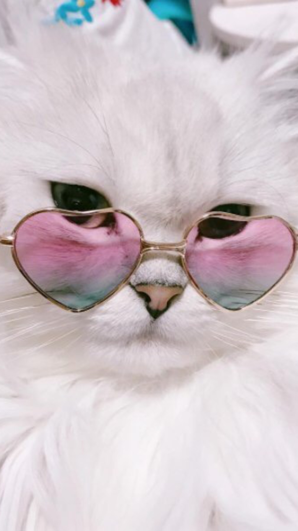 Самые милые и добрые котята и котики! Смотреть всем!