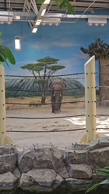 Слоник 🐘 в зоопарке: знакомство