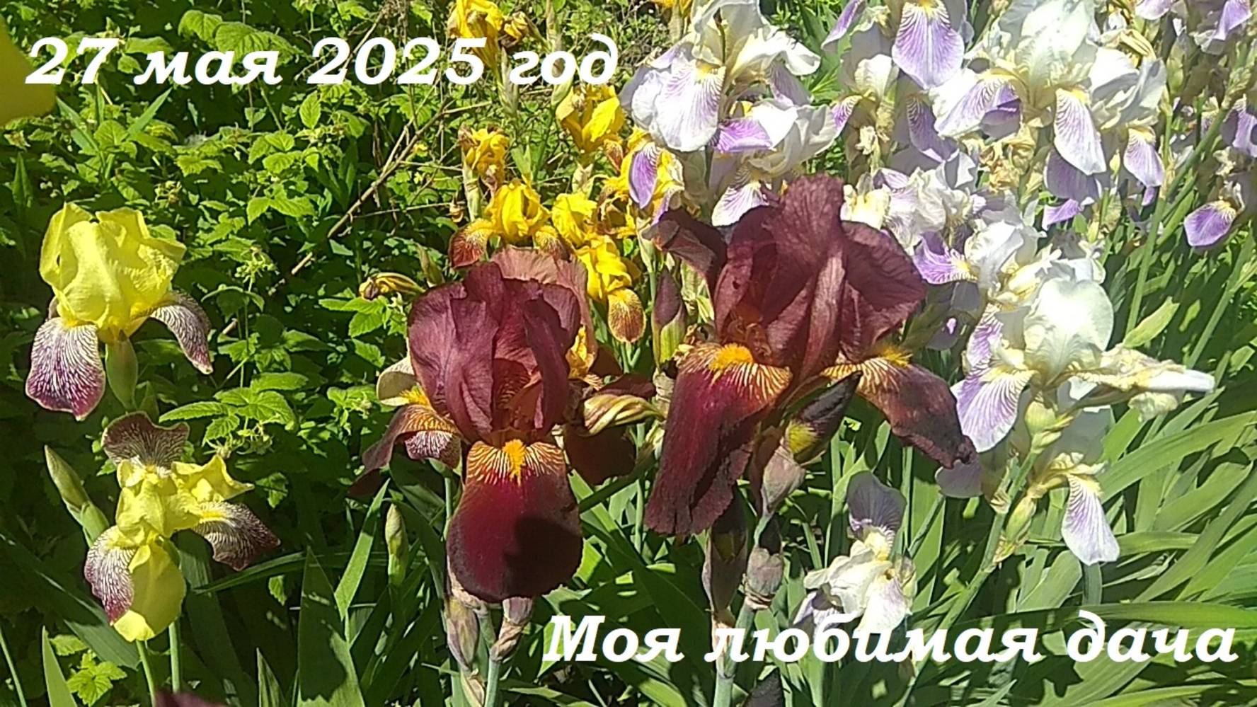 27.05.2025 _ Моя любимая дача