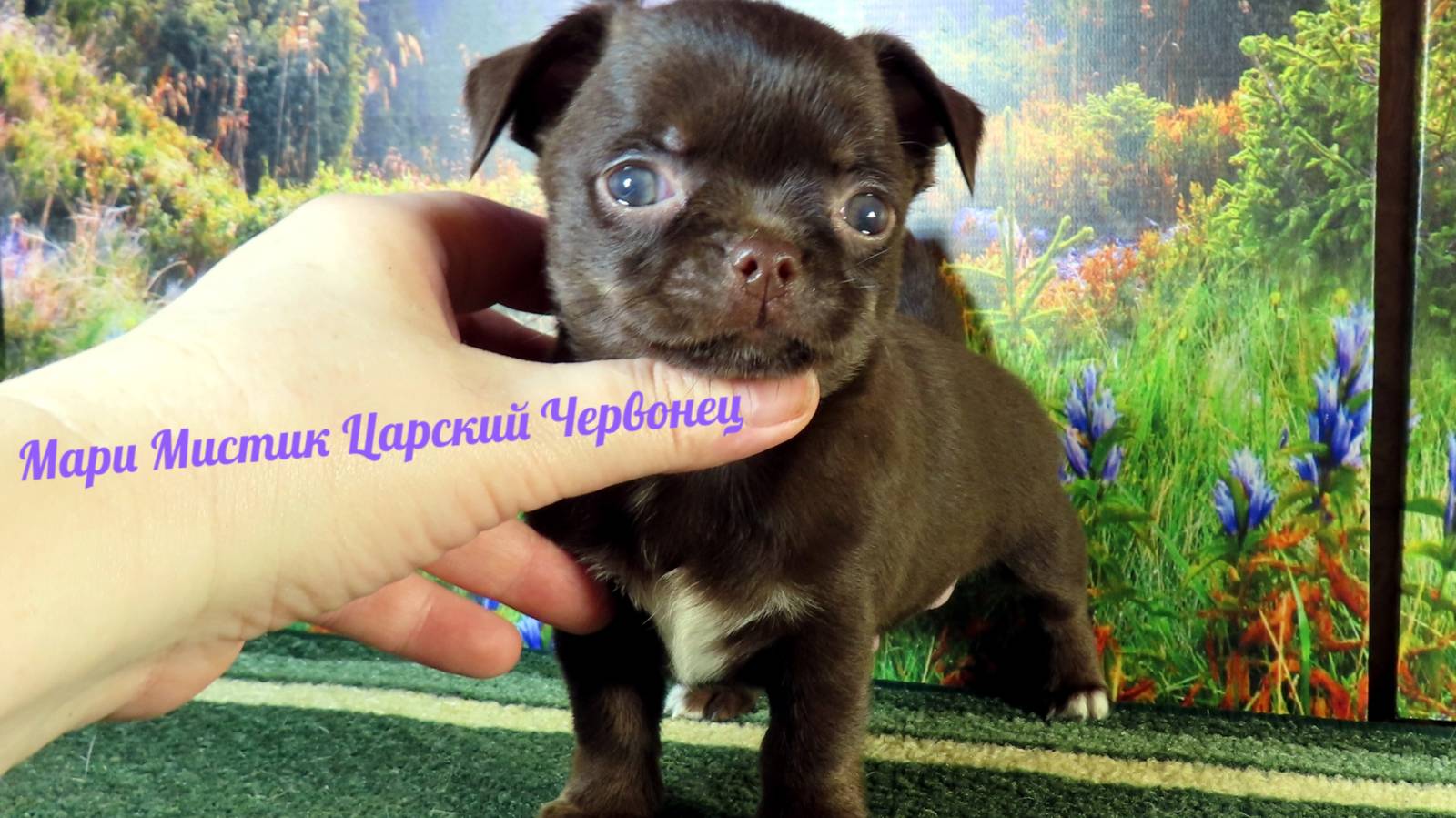 СЮРПРИЗ от Царского Червонца #купить_щенка_чихуахуа_продаю 89215950848 ЕСТЬ ДОСТАВКА