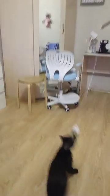 Играем с котиком 🐱🐱🐱 #tiktok #cat #games