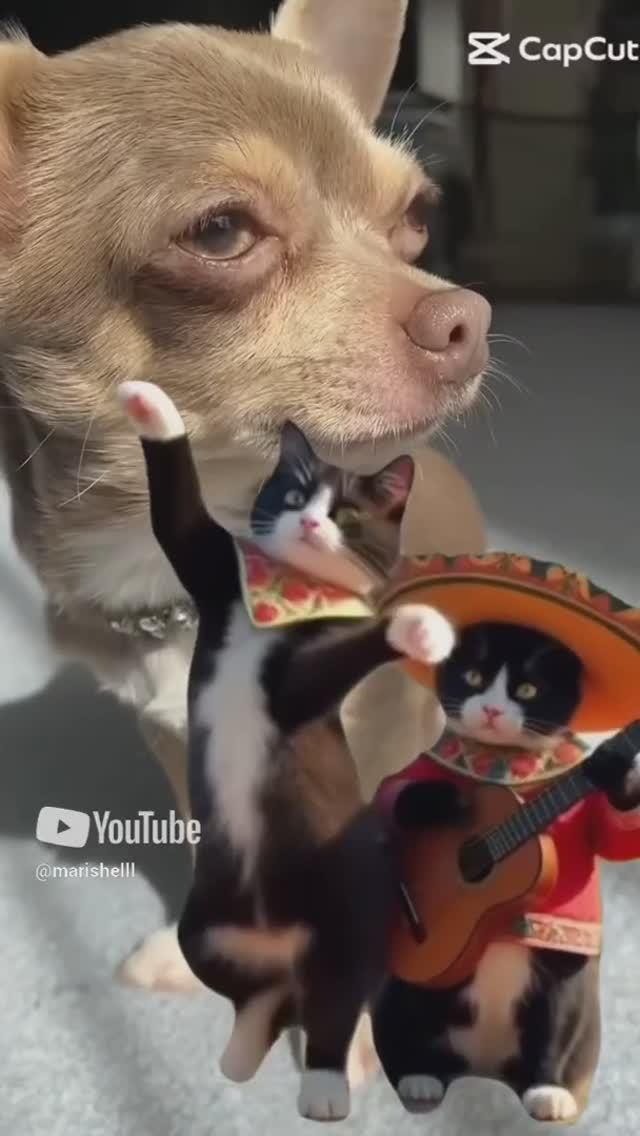 Мексиканцы🐕😸
