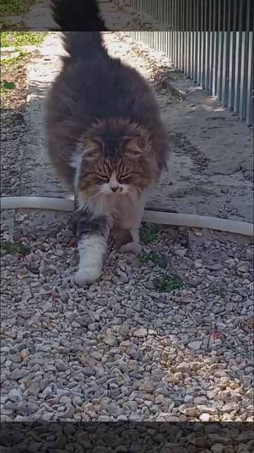 БОЕВОЙ КОТ