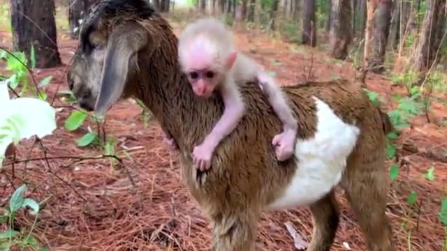 Что бывает, когда обезьян воспитывают козы
