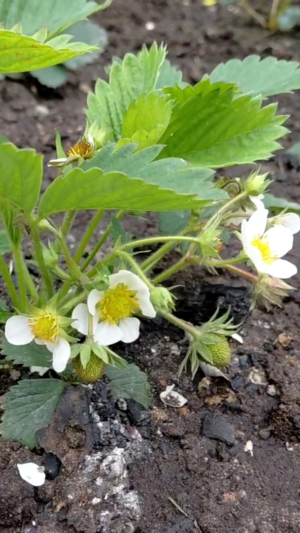 🍓 Клубника к 6 июня