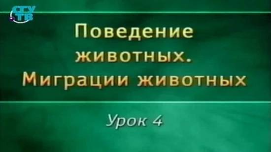 Миграции животных # 4. Миграции птиц