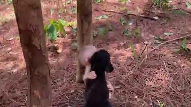 Обезьянка учится играть по собачьим правилам