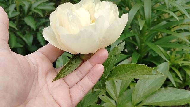 Пион-пересорт под 'Пастель Элеганс' (Pastel Elegance), угадаем сорт?