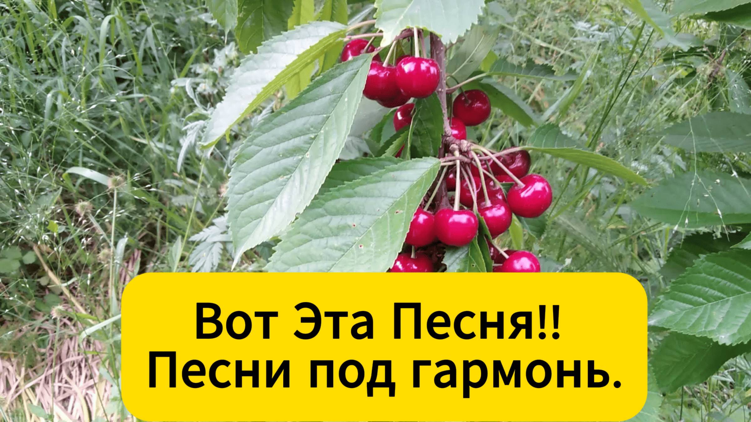 Вот Эта Песня!!🔥Песни под гармонь.