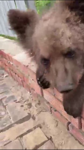🐻Найденного в Самаре медвежонка доставили в зоопарк Ульяновска.  Директор зоопарка Денис Саврандейк