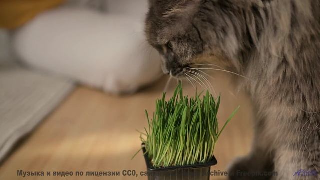 Это видео создано для жителей 3023 года - но доступно вам сейчас! - Summer-Man -- Ketsa -- The Lost