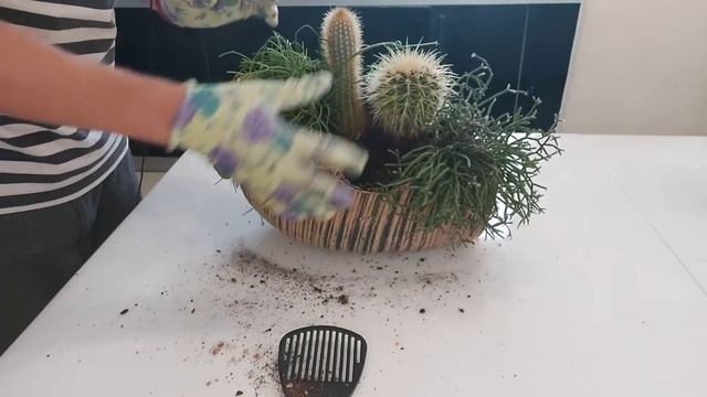 Садик из Кактусов Рипсалис суккуленты