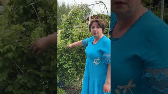 Горизонтальная посадка клематиса — наглядно и просто 🤓