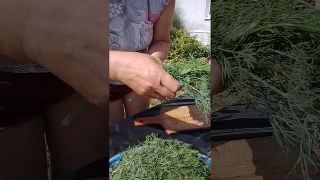 Заготавливаю на зиму укроп.