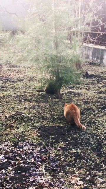 Ginger cat makes fun with his mommy #animals #cats #cutecat #cuteanimals #catsplaying #catlife
