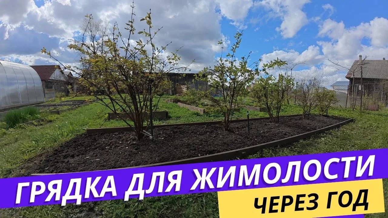 Как выглядит ГРЯДКА ДЛЯ ЖИМОЛОСТИ спустя год  Как сохранились доски