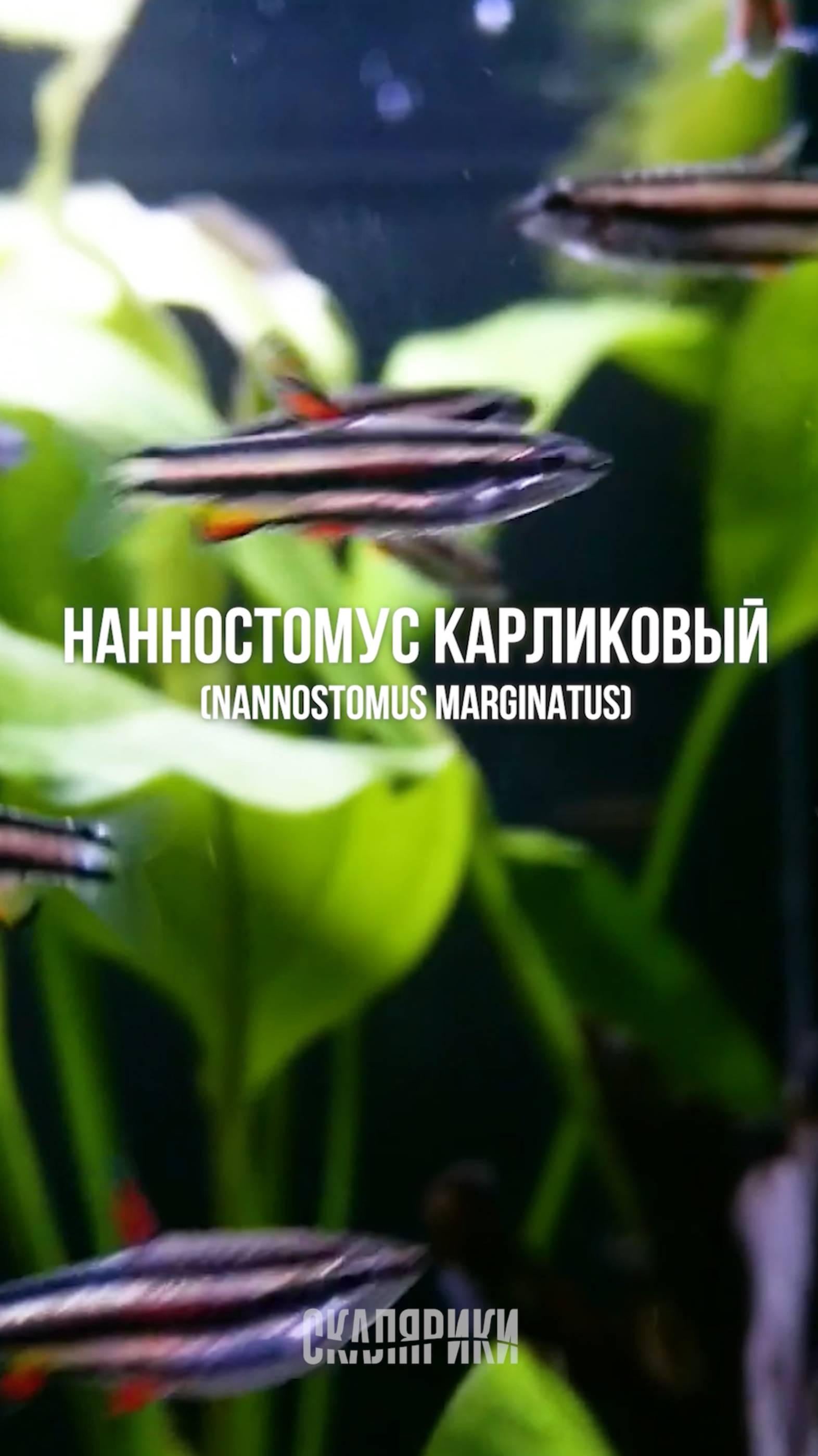 Нанностомус карликовый