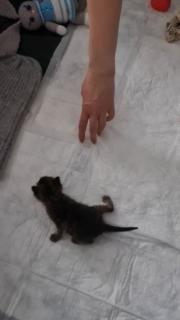 Нашествие Кожаного Шуршика