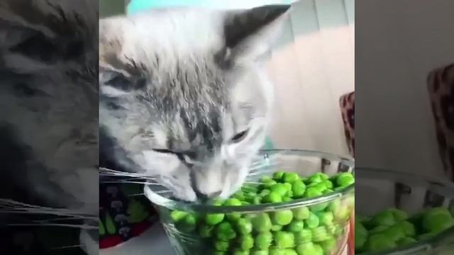 Всеядный кот