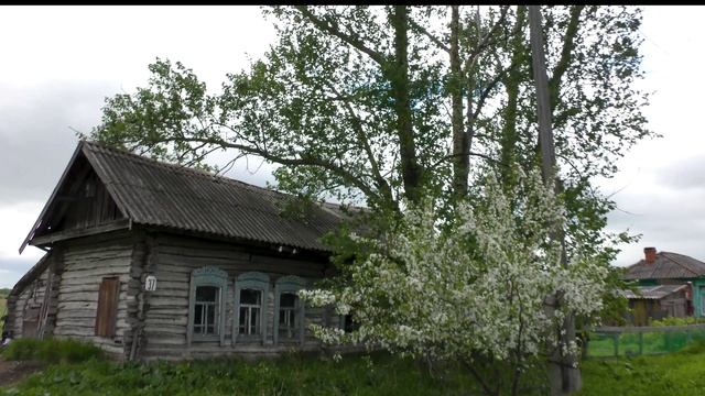 Шум Берёз .Снято в Колосовке Омской области 2025 год