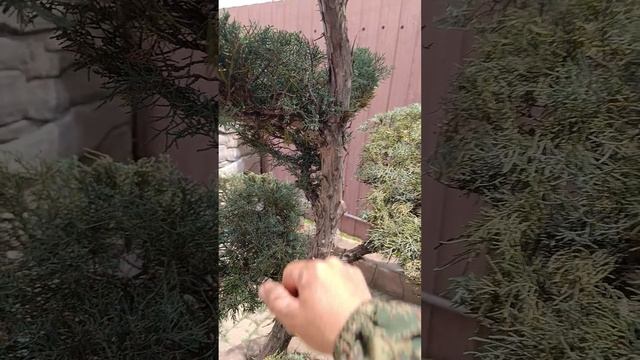 Ниваки из туи. Мои замечания.
