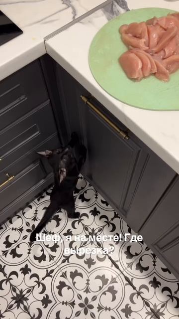 Когда тебя не кормили целых 47 минут 😼🐈⬛😂Салем 🐾🖤