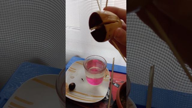 💮 цветок растёт