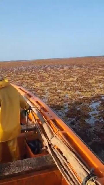 ЖУТЬ! Не море, а ковер 🐟☠️
