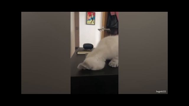 смешные котики #2