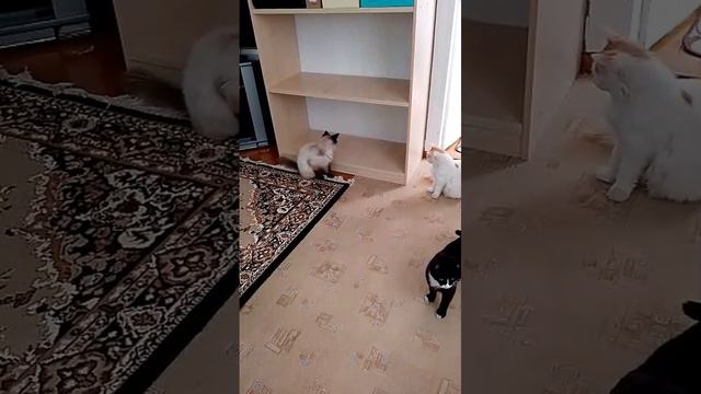 Ловим ящериц и прячем за шкаф.  Увлекательнейшее занятие! Все довольны. 
Но ящерку жалко....