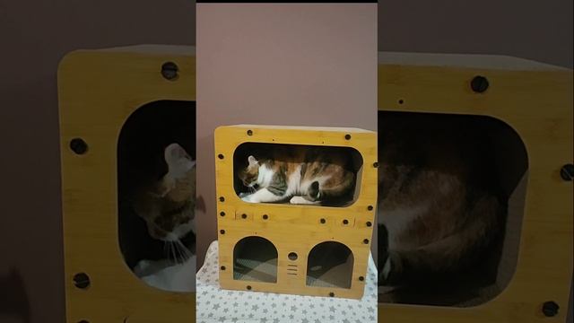 Новоселье.mp4