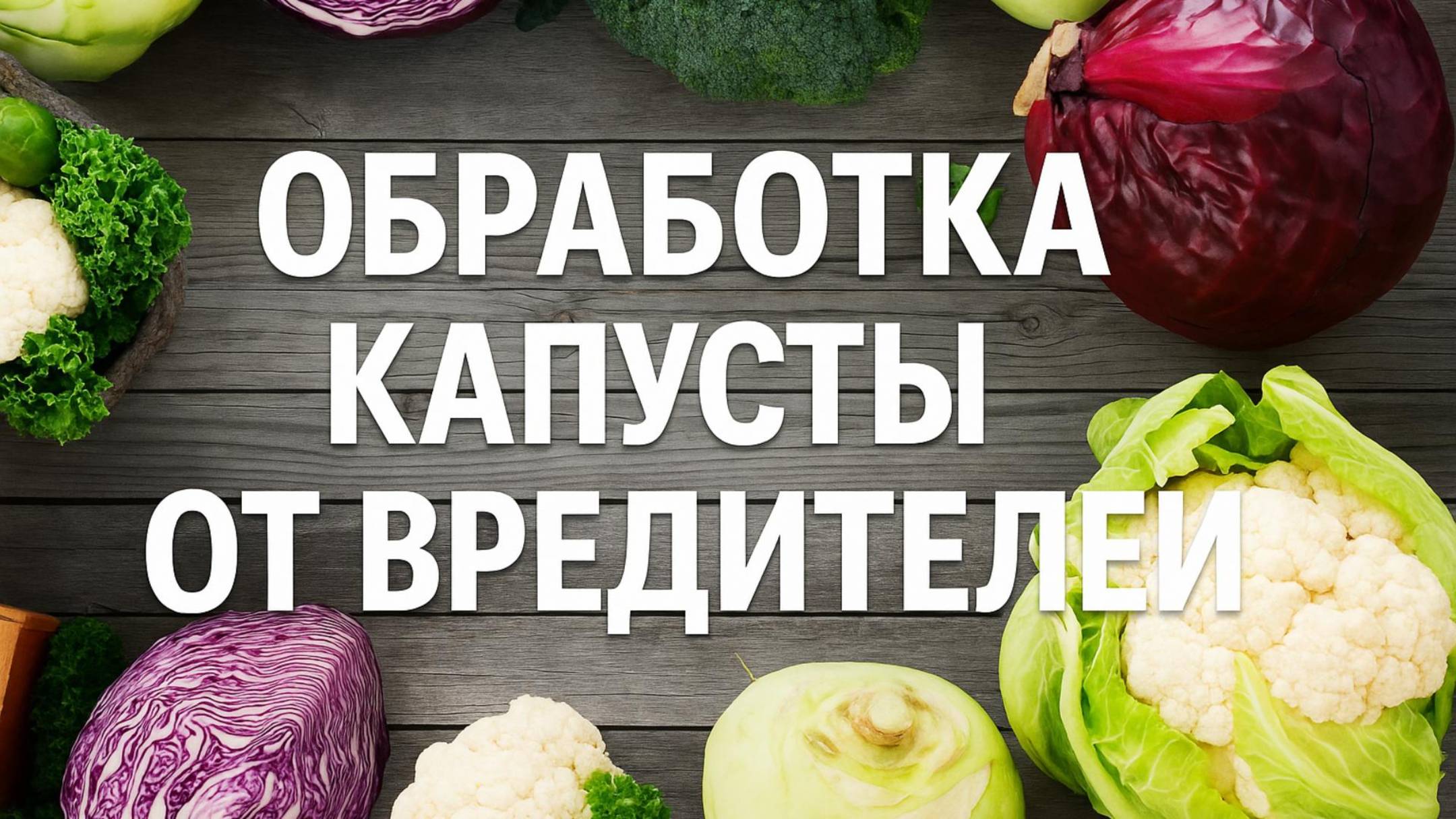 Чем обработать капусту от вредителей без химии.