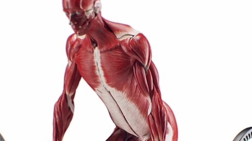Становая тяга и Бицепс...🏋♂(3D-анимация)
