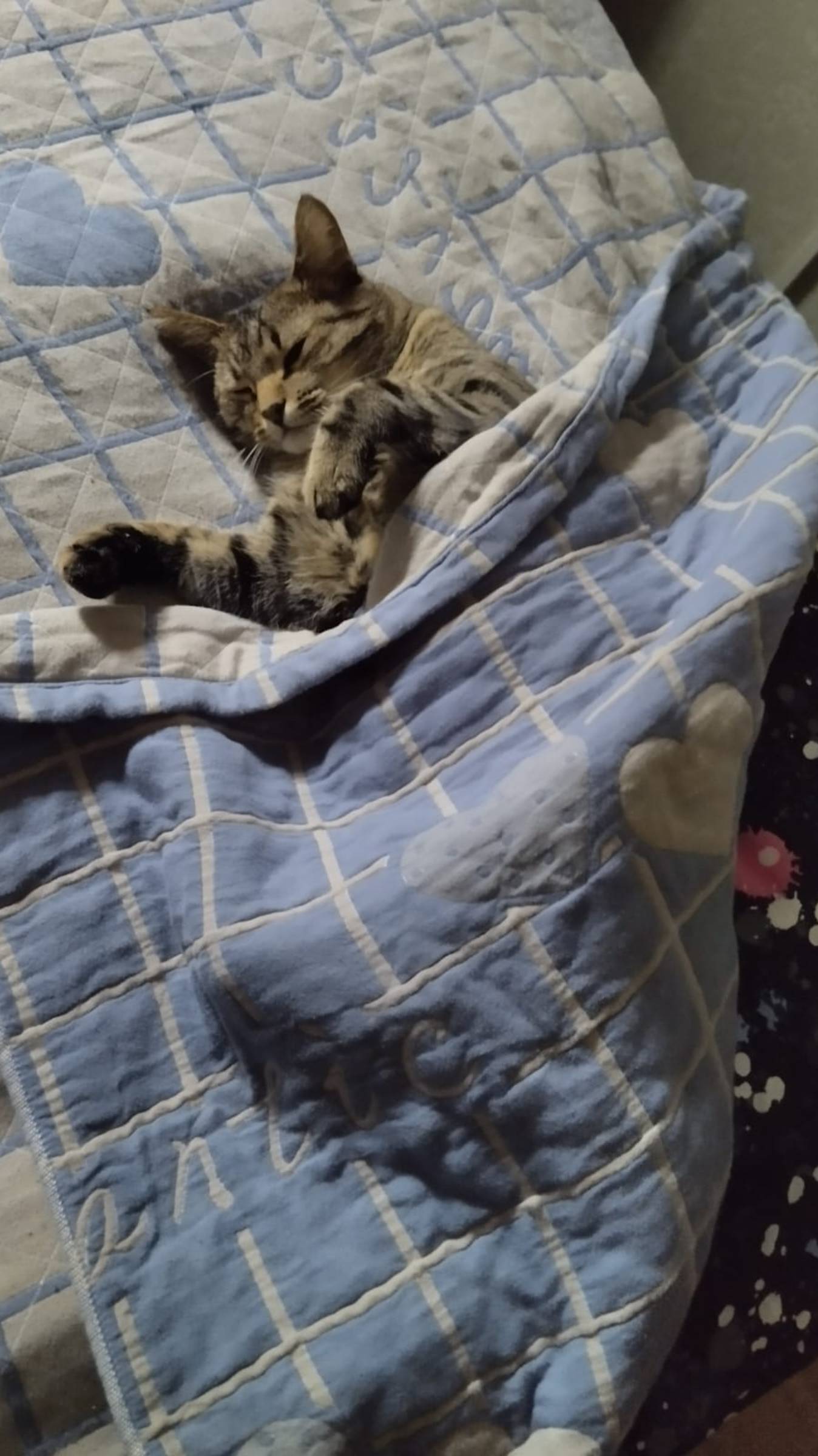 Котахи лежахи