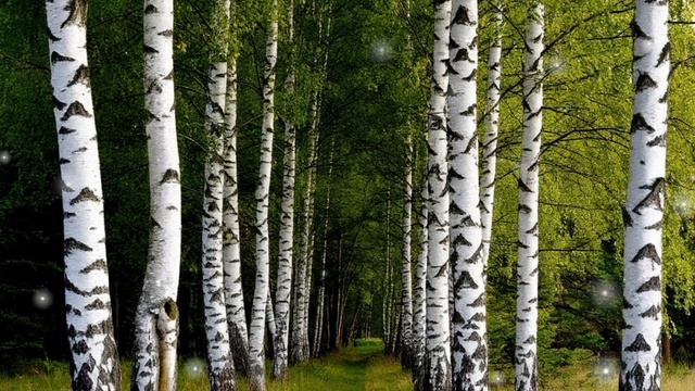 С ТРОИЦЕЙ! БЕРЕЗКИ РОССИИ