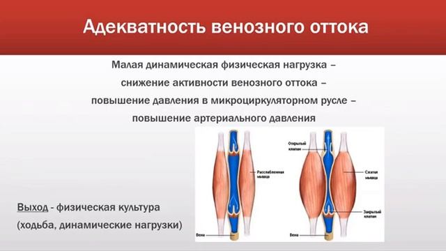 Сердечно сосудистая система Галина Коровякова